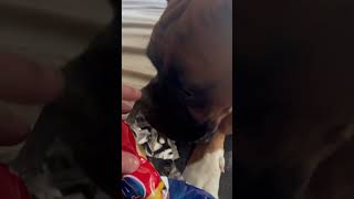 Holly the Irish Boxer steals my Tayto Crisps dog funny boxerlife funnymoment whatssofunny [upl. by Enylhsa]