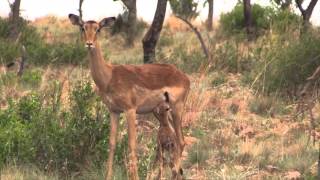 Newborn Impala in Dinokeng Game Reserve [upl. by Auhel]