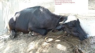 Paraplegia in cow Creeper cow syndrome diagnosis treatment by Dr Murtaza Khalil ANIMALS KNOWLEDGE [upl. by Nemad]