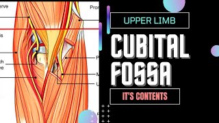 CUBITAL FOSSA [upl. by Ittak]