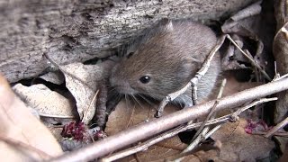 Young Voles [upl. by Obla]