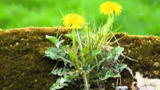 Dandelions  How to Keep them Under Control Naturally [upl. by Phio]