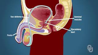 Male Reproductive System Human Physiology Functional Anatomy [upl. by Eynobe]