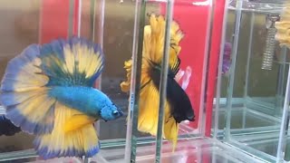 Ikan Cupang Halfmoon  Halfmoon Betta Fish  Halfmoon Betta Splendens  Siamese Fighting Fish [upl. by Adianes]