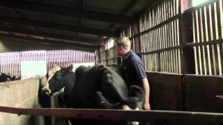 A young farmer the stressful TB testing of his herd [upl. by Ilhsa]