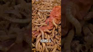 10 000 Mealworms vs DRIED CAYENNE [upl. by Tibbetts]