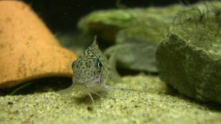 Corydoras Trilineatus  The leopard cory [upl. by Asserac]