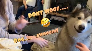 ARTICULATE DOG ACTUALLY SAYS WOOF IN ENGLISH  TALKING MALAMUTE [upl. by Terrag461]