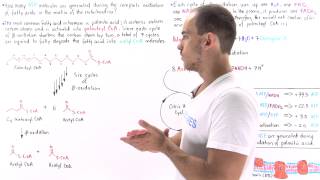 ATP Yield in Fatty Acid Oxidation [upl. by Vola384]