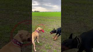 Pitbull vs Doberman  Who Will Win dogs [upl. by Catherin]