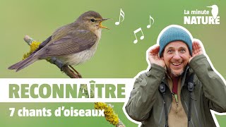 7 chants doiseaux faciles à reconnaître No 376 [upl. by Elok228]