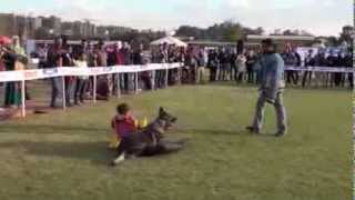 A German Shepherd Protects A Baby Eastwind Personal Protection Dog Training [upl. by Ylrehc369]