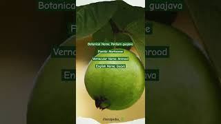 Psidium guajava viralvideo youtubeshorts botany plantscience guava amrood plants garden [upl. by Etiuqram]