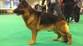 Crufts 2014  German Shepherd Dog Best of Breed [upl. by Rola]