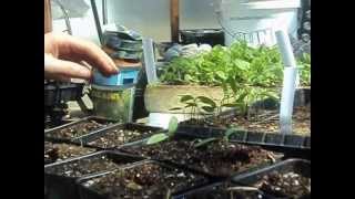 Transplanting peppers from germinator tray to larger pots [upl. by Ellen380]