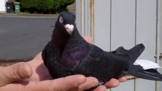 Rare Breed Pigeons [upl. by Colton21]