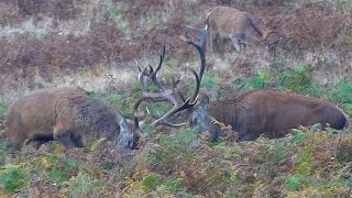 Red Deer Stags Fighting  Bradgate Park [upl. by Ahsikahs80]