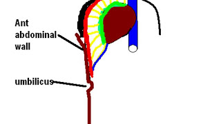 Falciform Ligament Your Guide to the Livers Anchor  Anatomy Explained [upl. by Nnaaihtnyc472]