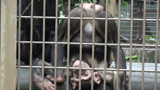 PINA familys rainy day enjoyment ピナちゃん家族雨の日の楽しみ Chimpanzee Obihiro Zoo [upl. by Dustin]