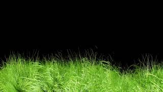 Animated Grass Motion Black Screen Background [upl. by Hogue]