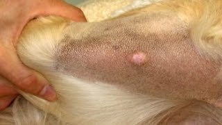 Home Remedies for Head And Skin Lumps On Dogs [upl. by Atsugua]