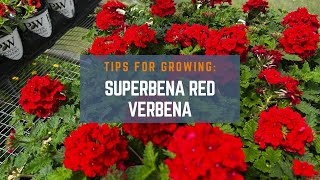 3 Tips for Growing Superbena Red Verbena [upl. by Elocen473]