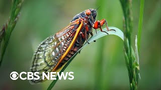 What to know about the trillions of cicadas about to swarm the US [upl. by Eicirtap]