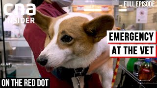 The Hectic Lives Of Vets  On The Red Dot  At The Vets  Full Episode [upl. by Jolie485]