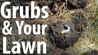 How Do White Grubs Damage Your Lawn [upl. by Zucker]