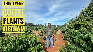 EVERYTHING YOU NEED TO KNOW ABOUT COFFEE PLANTATION BENEFITS OF DURIAN FRUIT [upl. by Camellia]