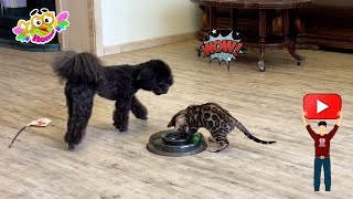 All dogs want to be friends with Leopold the cat Cобаки хотят дружить с котом Леопольдом [upl. by Hachman]