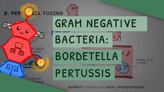 Gram Negative Bacteria Bordetella Pertussis [upl. by Deys192]