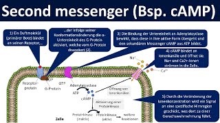 Second messenger cAMP  GProtein gekoppelte Signaltransduktion Biologie Oberstufe [upl. by Ylicis]