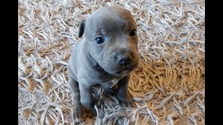 Staffordshire Bull Terrier With Puppies 2019 Staffy [upl. by Ablem]