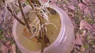 Propagating elderberry by cuttings  Sambucus nigra  IT WORKS [upl. by Keyes]