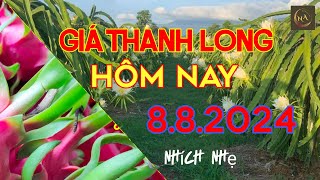 Giá thanh long hôm nay ngày 882024Nguyễn An offical [upl. by Dasi]