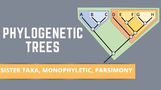 READING PHYLOGENETIC TREES ALL ABOUT SISTER TAXA MONOPHYLETIC GROUPS PARSIMONY [upl. by Ynavoeg]