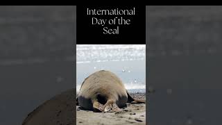 Discovering Seals A Look into Their World on International Day of the Seal  Shorts [upl. by Ahsemad161]