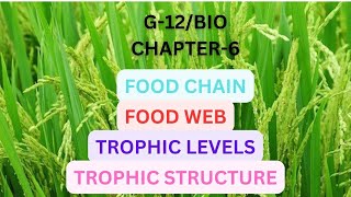 Grade12 BiologyChapter 6 Food chainFood webTrophic levelsTrophic structure [upl. by Sulamith]