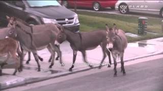 Wild Donkeys Invade Neighborhood  Moreno Valley RAW FOOTAGE [upl. by Ogeid519]