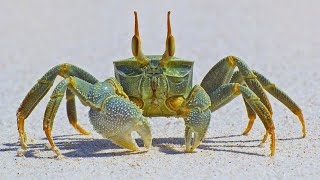 Facts The Crab [upl. by Andrej]