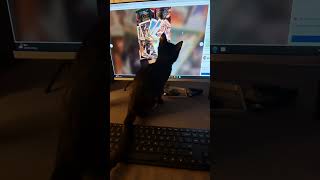 Do cats chase mice kitten funny [upl. by Seabrooke]