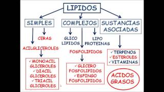 Bioquímica Virtual Lípidos [upl. by Kendra]