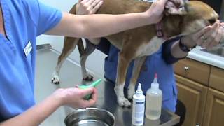 How to Clean Your Pets Ears Part 03  Flushing the EarMPG [upl. by Rick791]