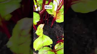 Beets are a cool season plant beets growingincontainers shortsvideo [upl. by Fasta]