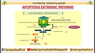 APOPTOSIS PATHWAY  EXTRINSIC PATHWAY OF APOPTOSIS [upl. by Inalawi]