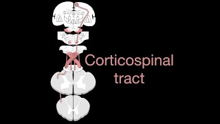 Corticospinal tract [upl. by Elbert875]