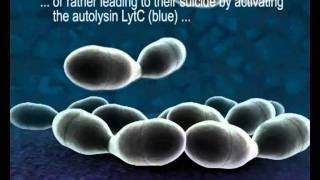 HostPathogen Interactions in Streptococcus pneumoniae [upl. by Loise]