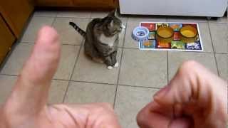 Hungry Kitty  Opposable Thumb Song [upl. by Asilet]