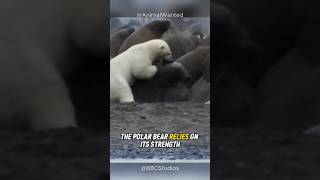 Polar Bear vs Walrus Who Would Win [upl. by Pammi]